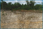 A linha ondulada laranja vista nesta parede de uma pedreira de Belize marca a base de um fluxo de detritos K-T que pode ter sido causado pelo impacto de um asteroide