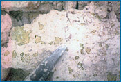 Fragmentos esverdeados de argila encontrados nesta rocha K-T de Belize foram em tempos fragmentos de vidro