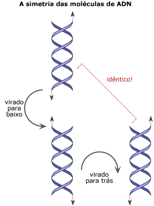 A simetria de moléculas de ADN