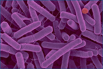 bactérias aeróbias