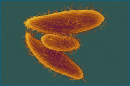 Tetrahymena com filas de cílios