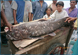 O celacanto avistado por Mark Erdmann e a sua esposa quando caminhavam num mercado de peixe em Sulawesi