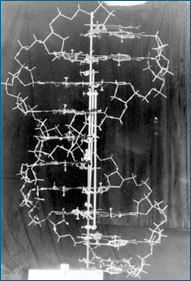 Modelo original de Watson e Crick da estrutura de ADN