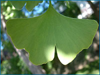 Uma folha de Ginkgo biloba