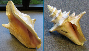 A espessura do lábio de abertura de um caracol pode indicar se o espécime é adulto