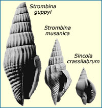 Três das espécies de caracóis utilizadas no estudo. Conchas mostradas à escala.