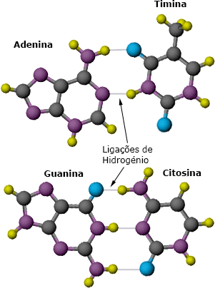 Dadas as formas corretas para as bases, Watson foi capaz de descobrir como os pares adenina-timina e guanina-citosina se ajustam, e formam ligações de hidrogénio