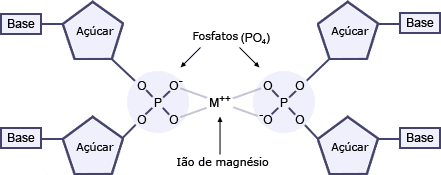 O modelo de Watson e Crick colocava erradamente as bases na parte externa da molécula de ADN com os fosfatos para dentro, ligados por iões de cálcio ou de magnésio