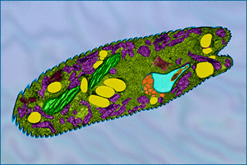 Euglena com cloroplastos