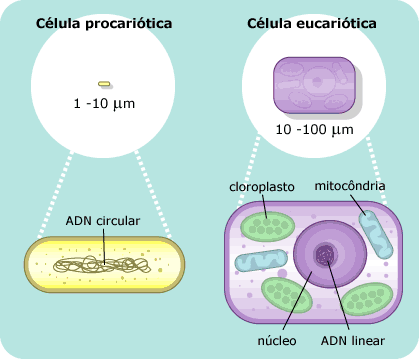 comparando células procarióticas e eucarióticas