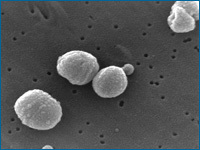 bactéria Streptococcus