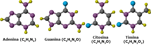 adenina, guanina, citosina e timina