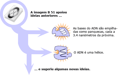 A imagem B 51 apoiou algumas ideia anteriores e sugeriu ideias novas.