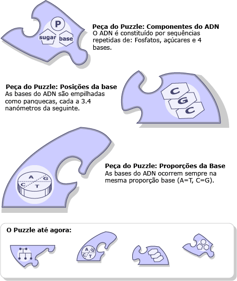 O ADN é uma sequência repetida de fosfatos, açúcares, e quatro bases. As bases de ADN estão empilhadas como panquecas, cada uma a 0,34 nm da seguinte. As bases do ADN ocorrem sempre nas mesmas relações (A=T, C=G).