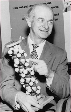 Linus Pauling com um modelo da estrutura helicoidal exibida em alguns segmentos de proteínas