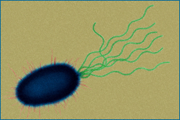 Pseudomonas com flagelos