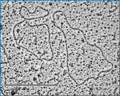 ADN mitocondrial circular