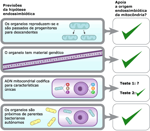 Expetativas da hipótese endossimbiose