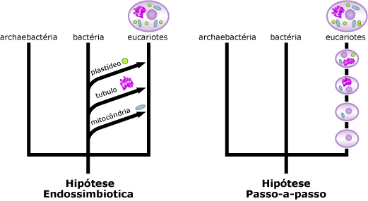 hipóteses endossimbiótica vs passo-a-passo