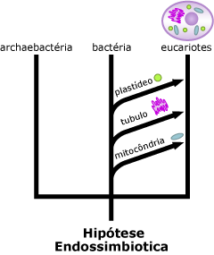 hipótese endossimbiótica