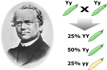 Gregor Mendel