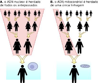o ADN mitocondrial é herdado a partir da linhagem materna