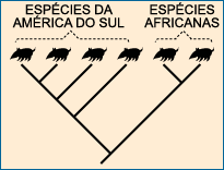 Relações evolucionarias entre espécies não marinhas que refletem a rotura do antigo super-continente.