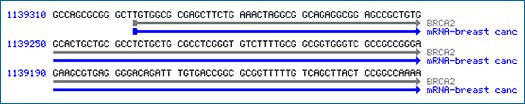 >Uma pequena porção da sequência de ADN para o gene BRCA2, um gene que produz as proteínas envolvidas na reparação dos danos em cromossomas. Algumas versões deste gene estão associadas a um maior risco de cancro de mama