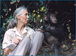 Jane Goodall