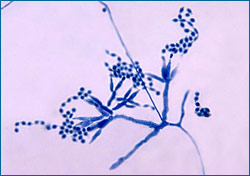 Penicillium