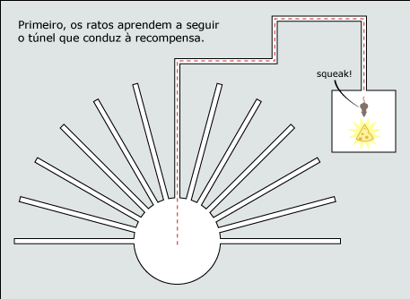 Primeiro as ratazanass aprendem a seguir o túnel que levava à recompensa.