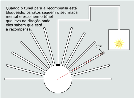 Quando o túnel para a recompensa é bloqueado, os ratos seguem o seu mapa mental e escolhem o túnel que segue na direção onde eles sabem que a recompensa está.