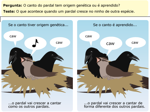 testando se o canto do pardal é herdado ou aprendido